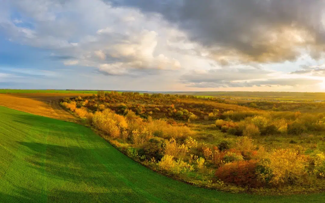 Is DIY Landscape Design Lucas TX a Good Idea—or a Costly Mistake?