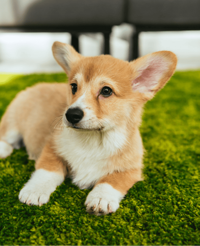 pet malibu turf