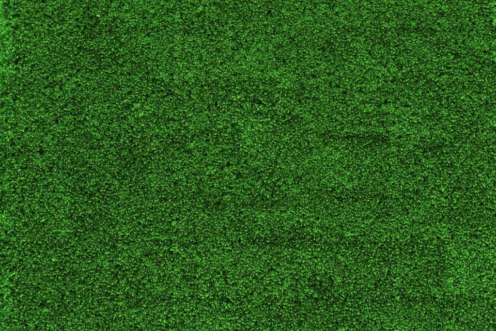 small-grass-leaves-green-texture-2025-01-15-13-20-15-utc (1)
