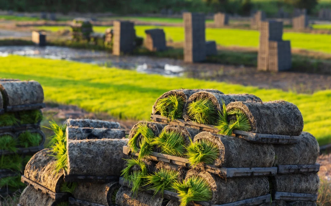 How to Choose a Commercial Sod Installation Provider for Large Projects