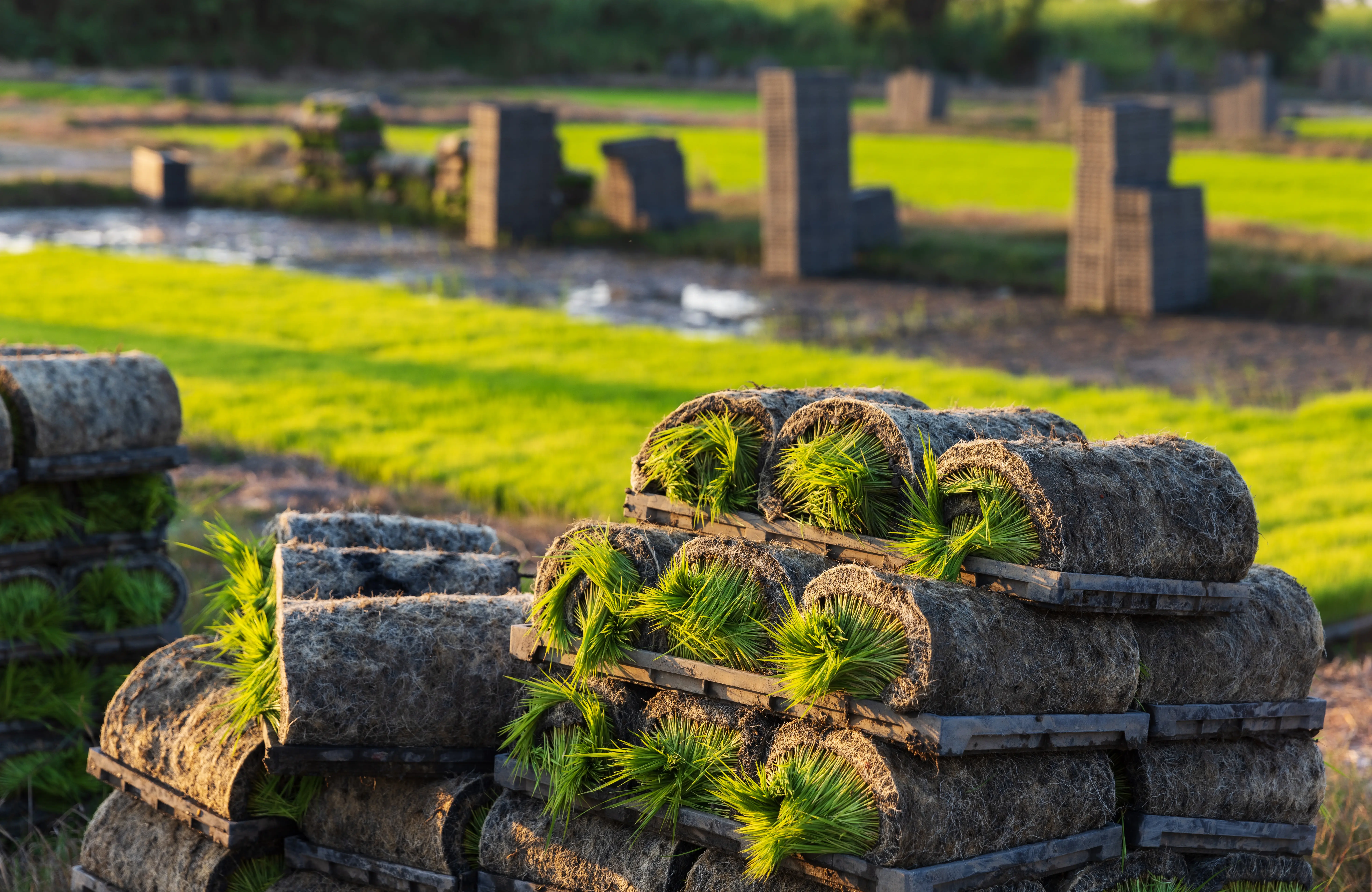 a serene agricultural scene with stacks of rolled 2025 06 08 04 48 58 utc How to Choose a Commercial Sod Installation Provider for Large Projects