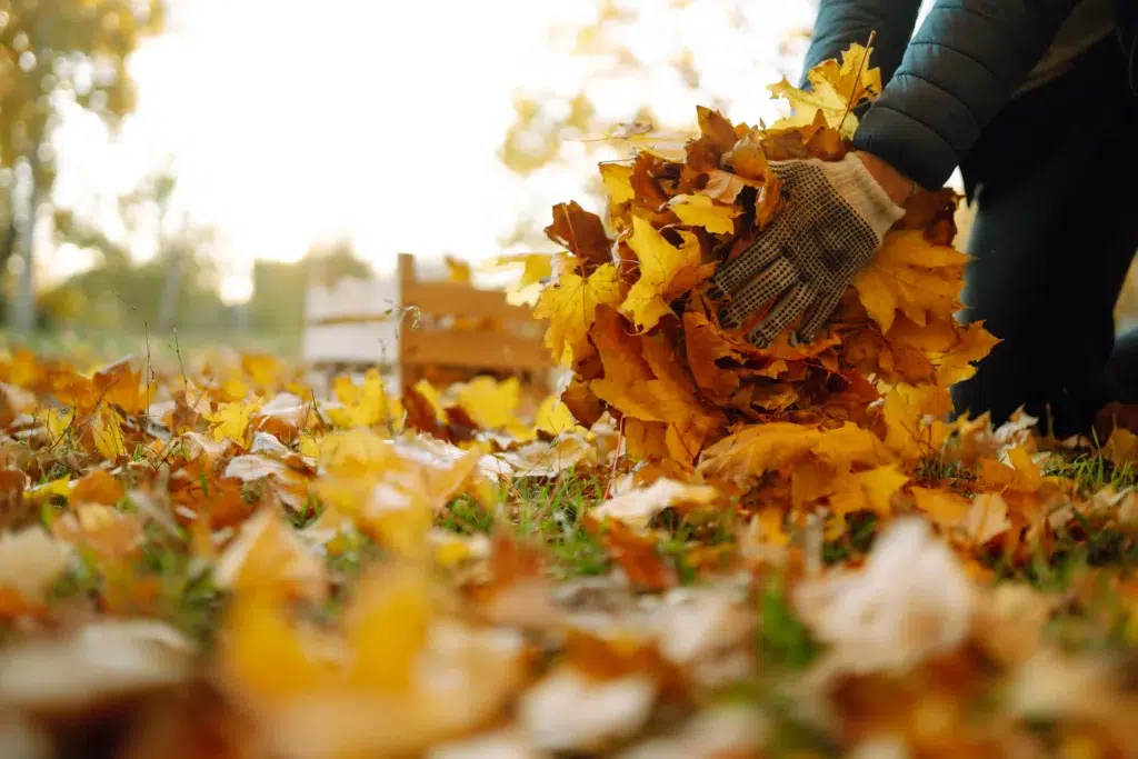How to book a leaf removal service for a large property