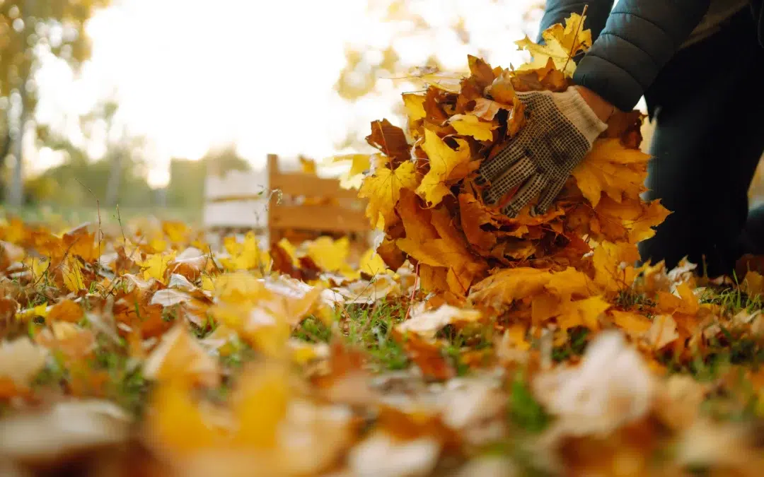 How to Book a Leaf Removal Service for a Large Property?