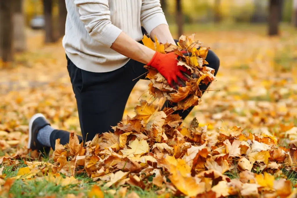 How to clean up a large amount of leaves