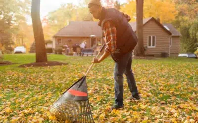 How to clean up a large amount of leaves 2026 How to Clean Up a Large Amount of Leaves Fast and the Smart Way