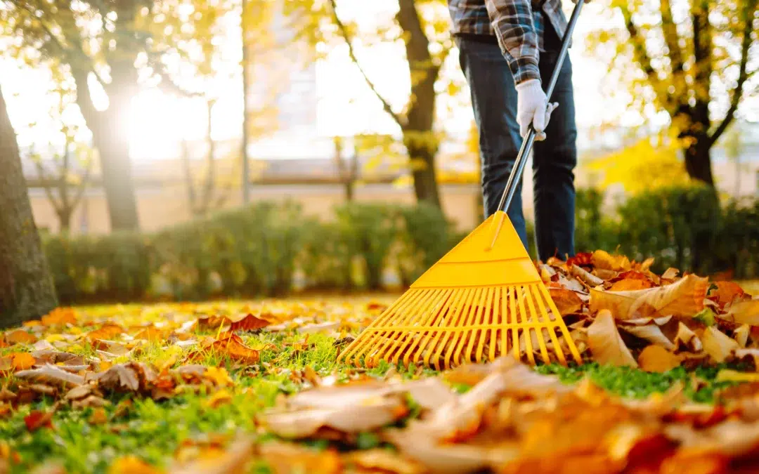 Where Can I Find the Best Leaf Clean Up Service? Your Guide to Choosing the Best Leaf Removal Service