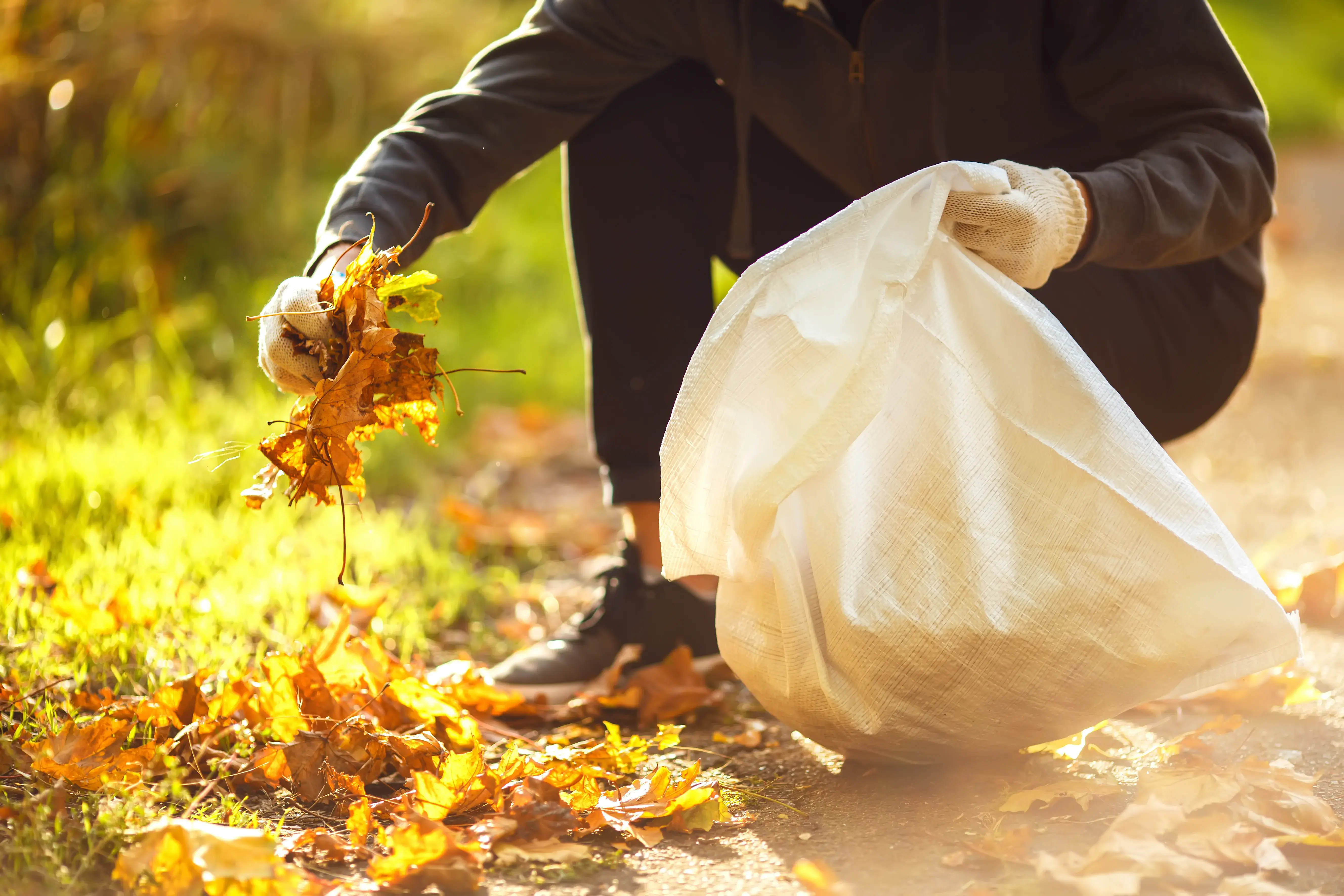 Where can I find the best leaf clean up service?