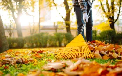 Where Can I Find the Best Leaf Clean Up Service? Your Guide to Choosing the Best Leaf Removal Service