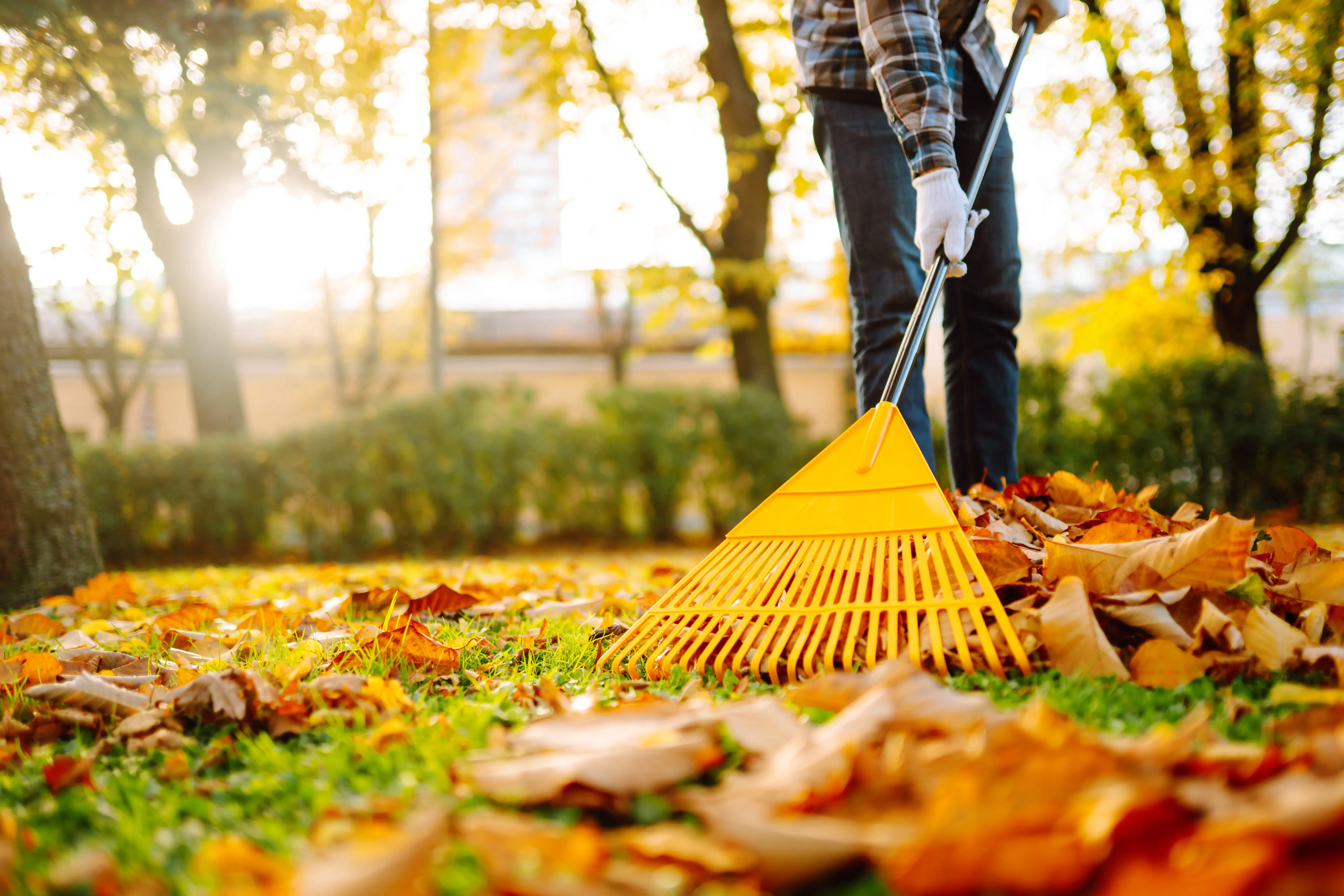 Where can I find the best leaf clean up service in 2026