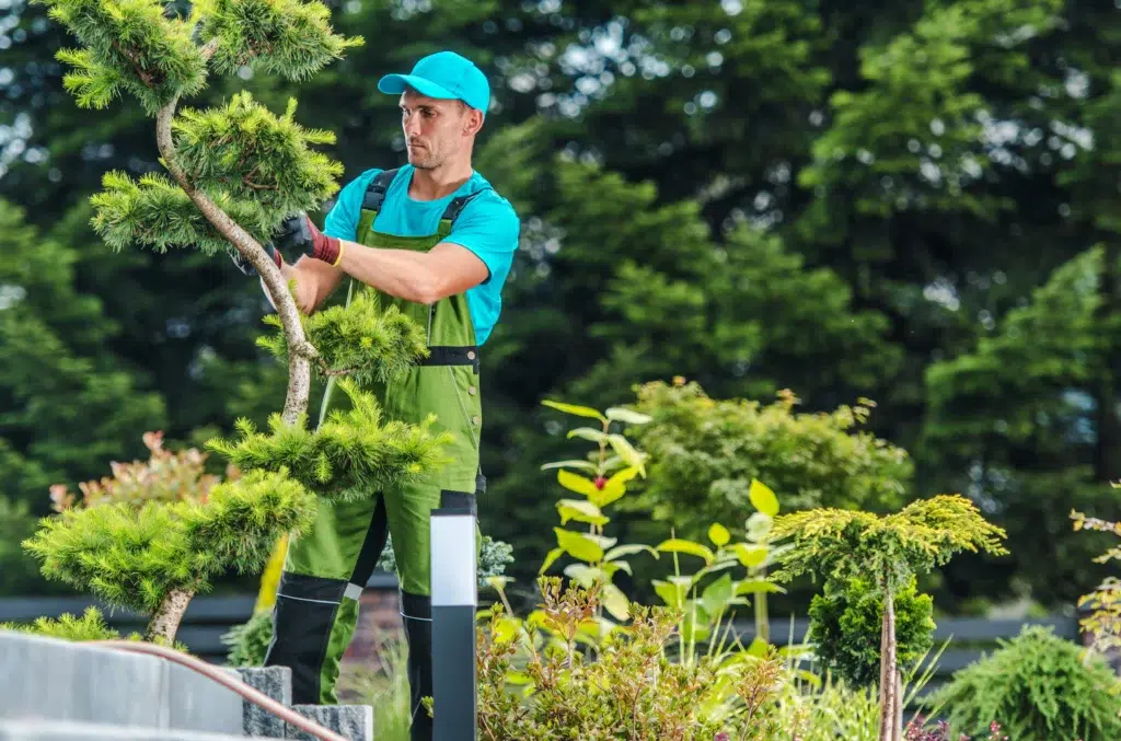 How to choose a commercial tree care service provider