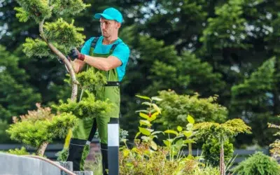 How to Choose a Commercial Tree Care Service Provider That Protects Your Property and Value
