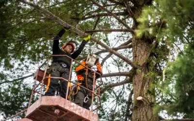 How to choose a commercial tree care service provider How to Schedule Routine Commercial Tree Inspections and Protect Your Property