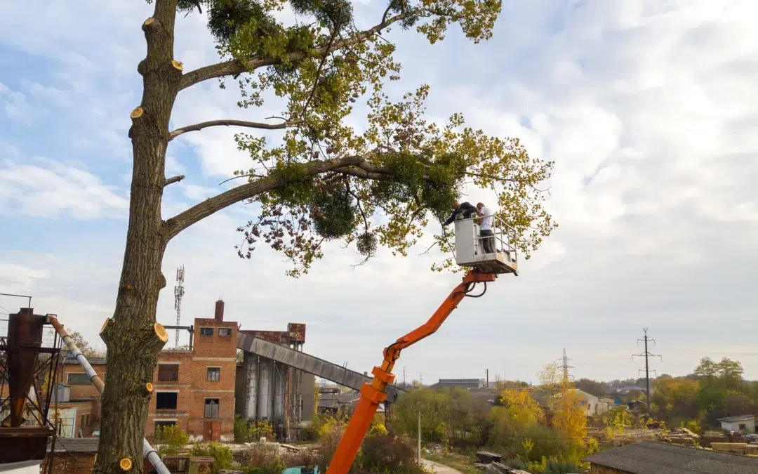 Best Commercial Tree Services in Dallas TX for Safe, Expert Tree Care and Reliable Service