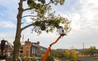 Best Commercial Tree Services in Dallas TX for Safe, Expert Tree Care and Reliable Service