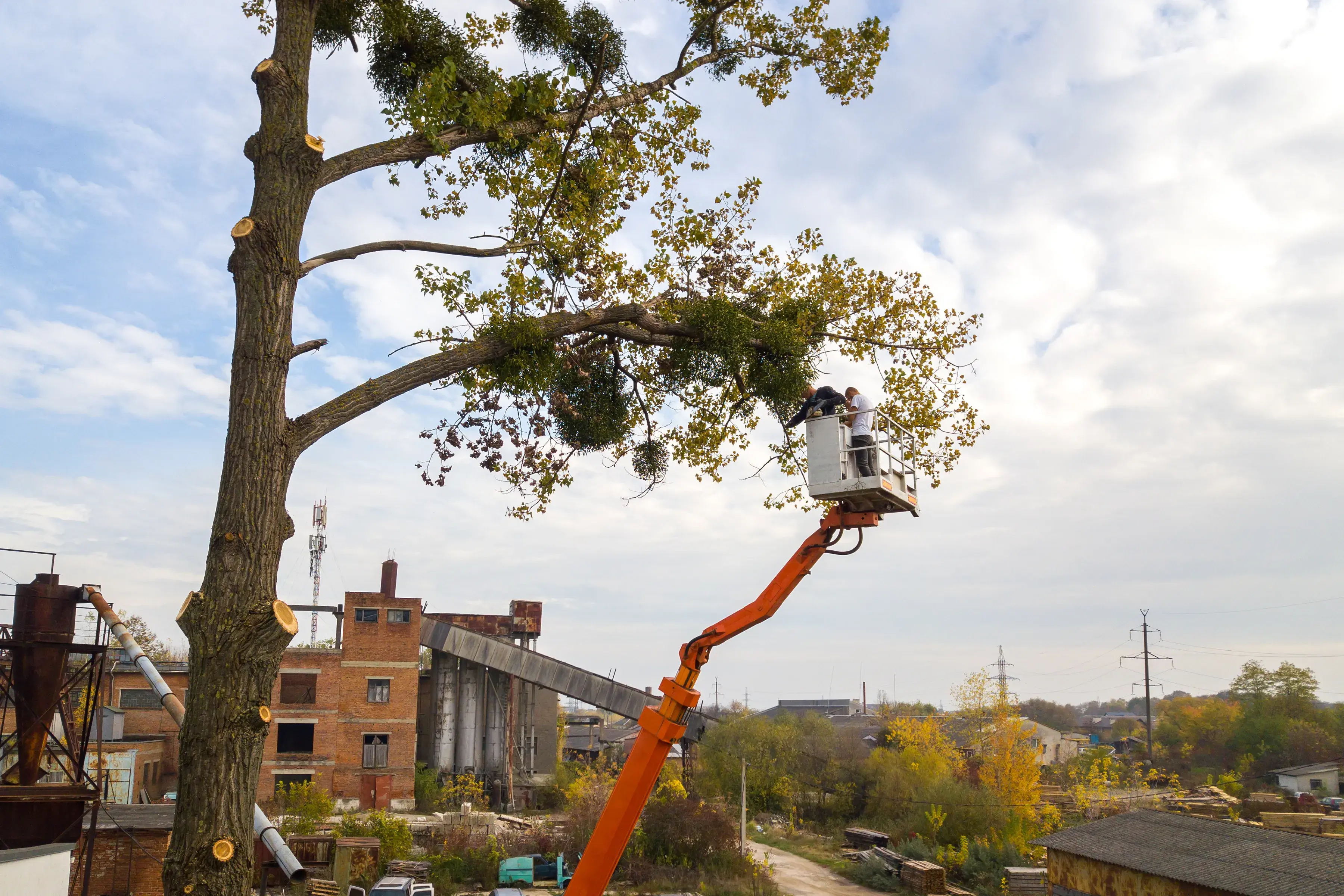 Best Commercial Tree Services in Dallas TX 2 Best Commercial Tree Services in Dallas TX