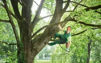 Best Commercial Tree Services in Dallas TX Best Commercial Tree Services in Dallas TX for Safe, Expert Tree Care and Reliable Service