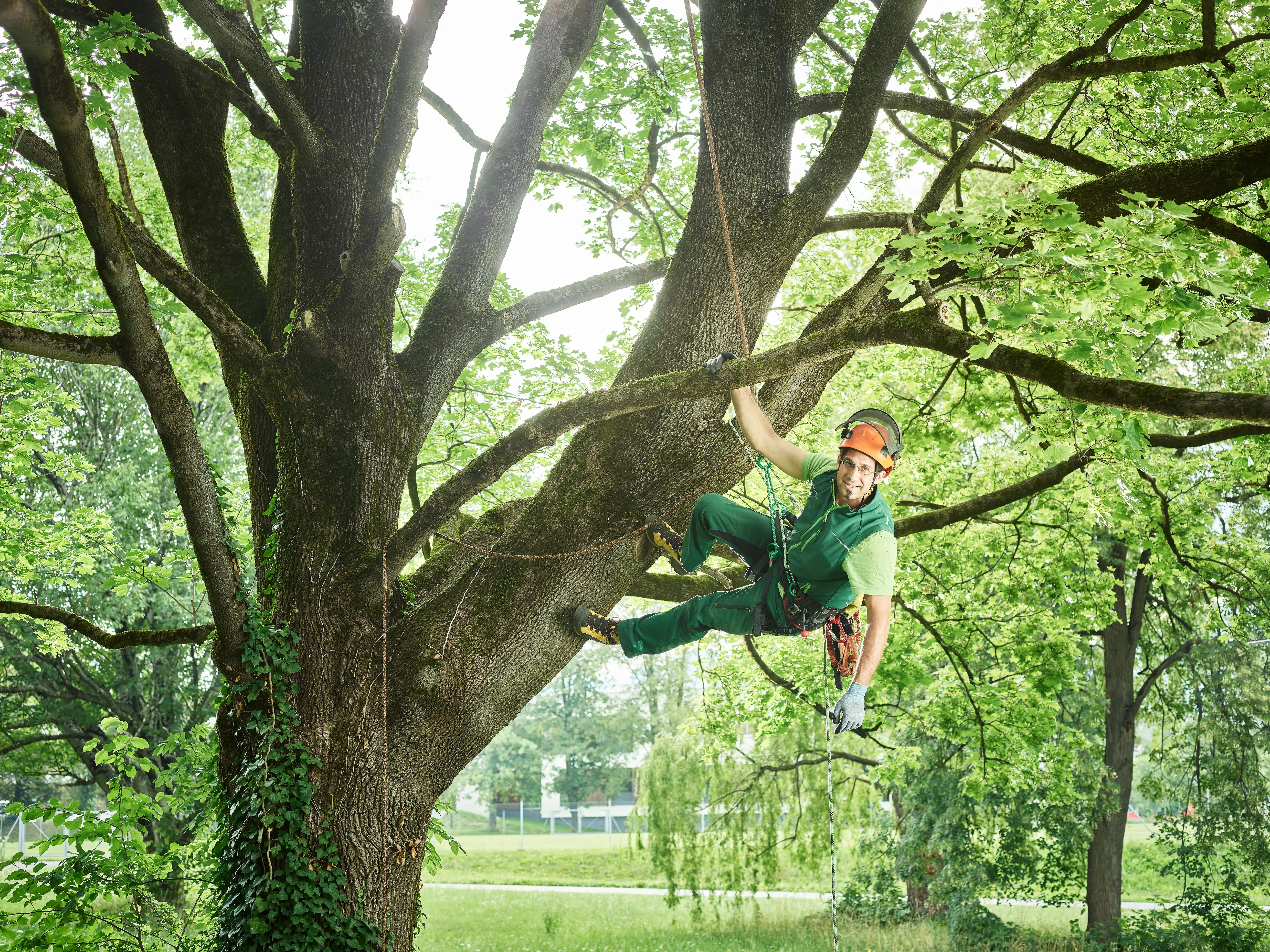 Best Commercial Tree Services in Dallas TX Best Commercial Tree Services in Dallas TX