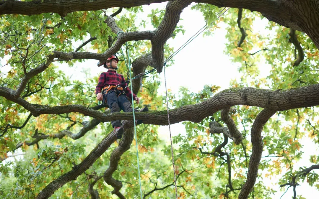 Best Commercial Tree Trimming Dallas: Trusted Tree Service and Expert Tree Care in TX