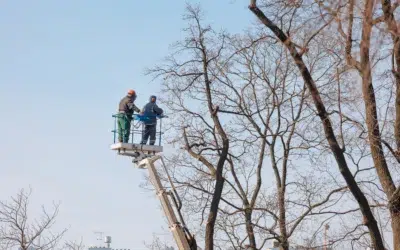 Best commercial tree trimming dallas 2 Best Commercial Tree Trimming Dallas: Trusted Tree Service and Expert Tree Care in TX