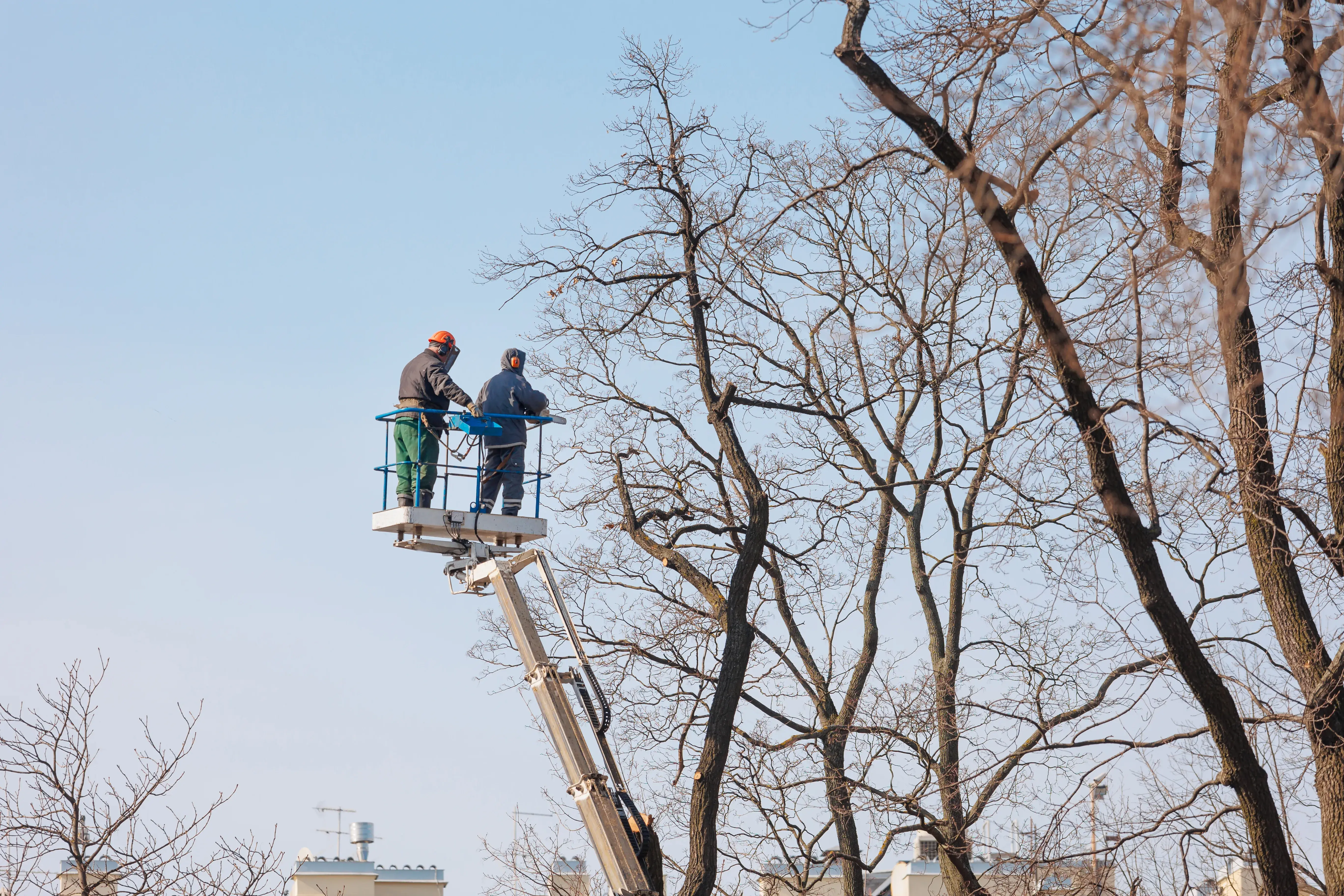 Best commercial tree trimming dallas 2 Best commercial tree trimming dallas