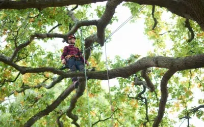 Best Commercial Tree Trimming Dallas: Trusted Tree Service and Expert Tree Care in TX