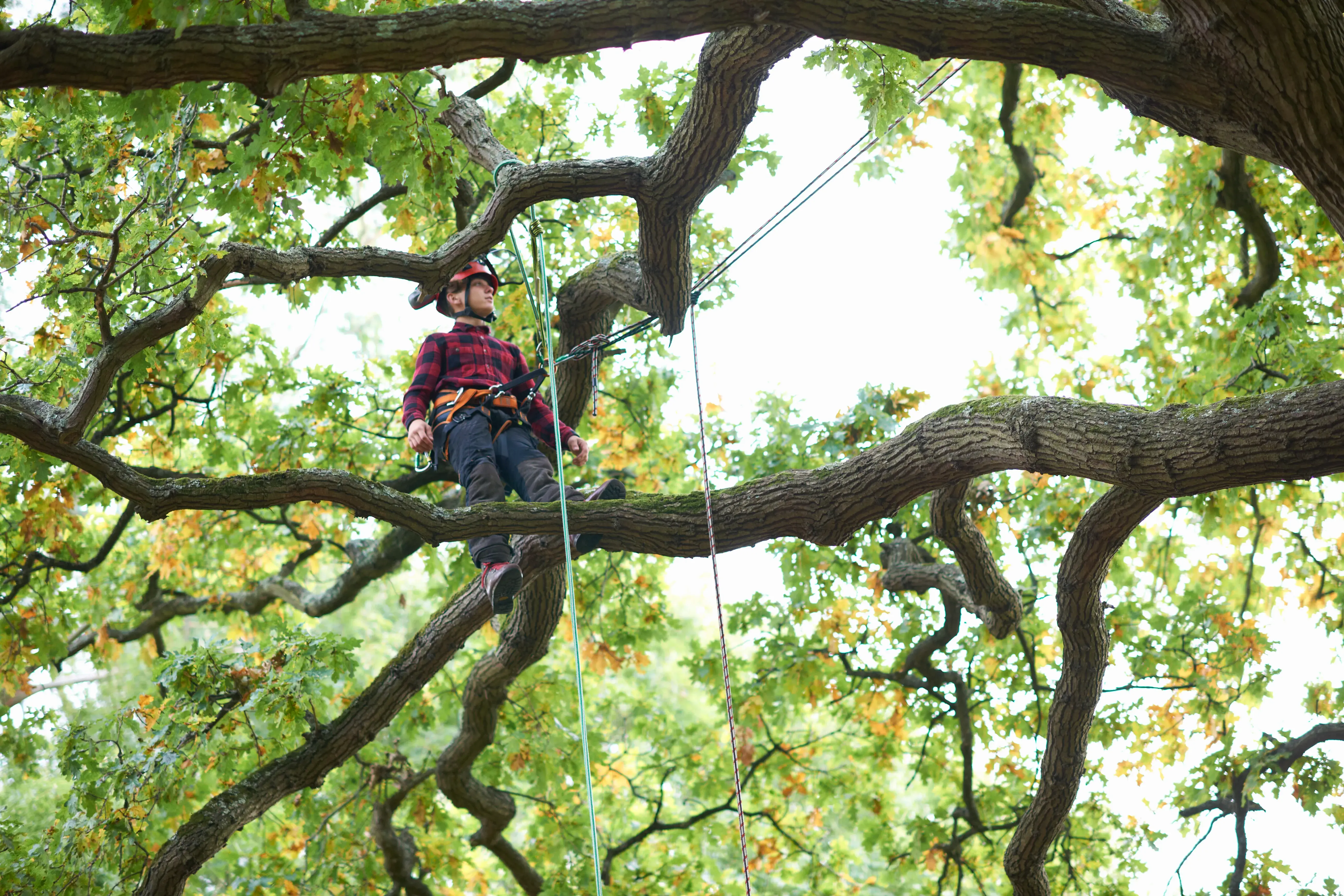 Best commercial tree trimming dallas Best commercial tree trimming dallas