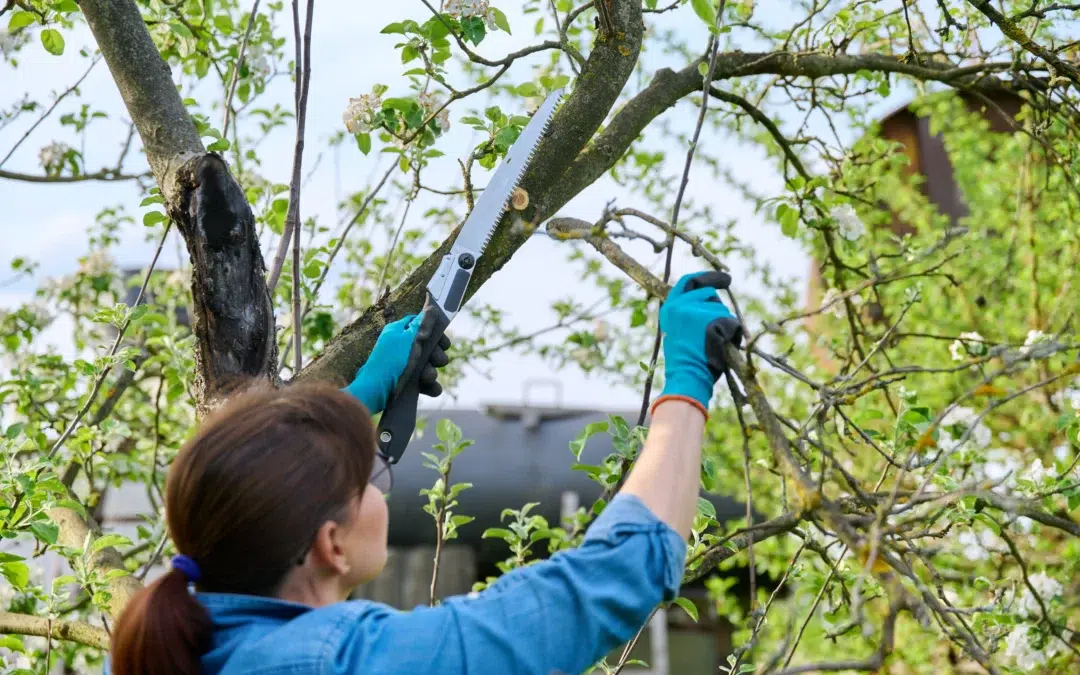 What Month Is Best to Trim Trees: The Best Time of Year for Healthy Growth and Strong Tree Care