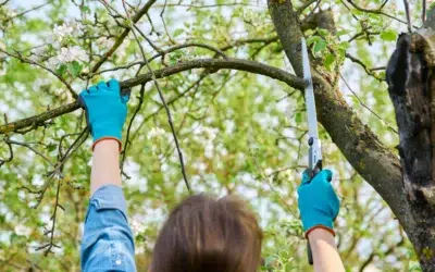 What month is best to trim trees 2 What Month Is Best to Trim Trees: The Best Time of Year for Healthy Growth and Strong Tree Care