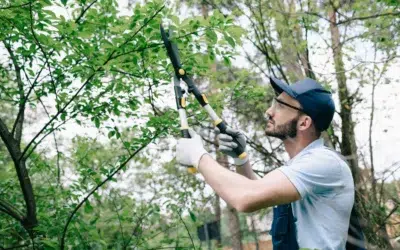 When to trim trees in Dallas 2 When to Trim Trees in Dallas: The Guide to the Best Time to Prune, Prevent Wilt, and Keep Trees Healthy