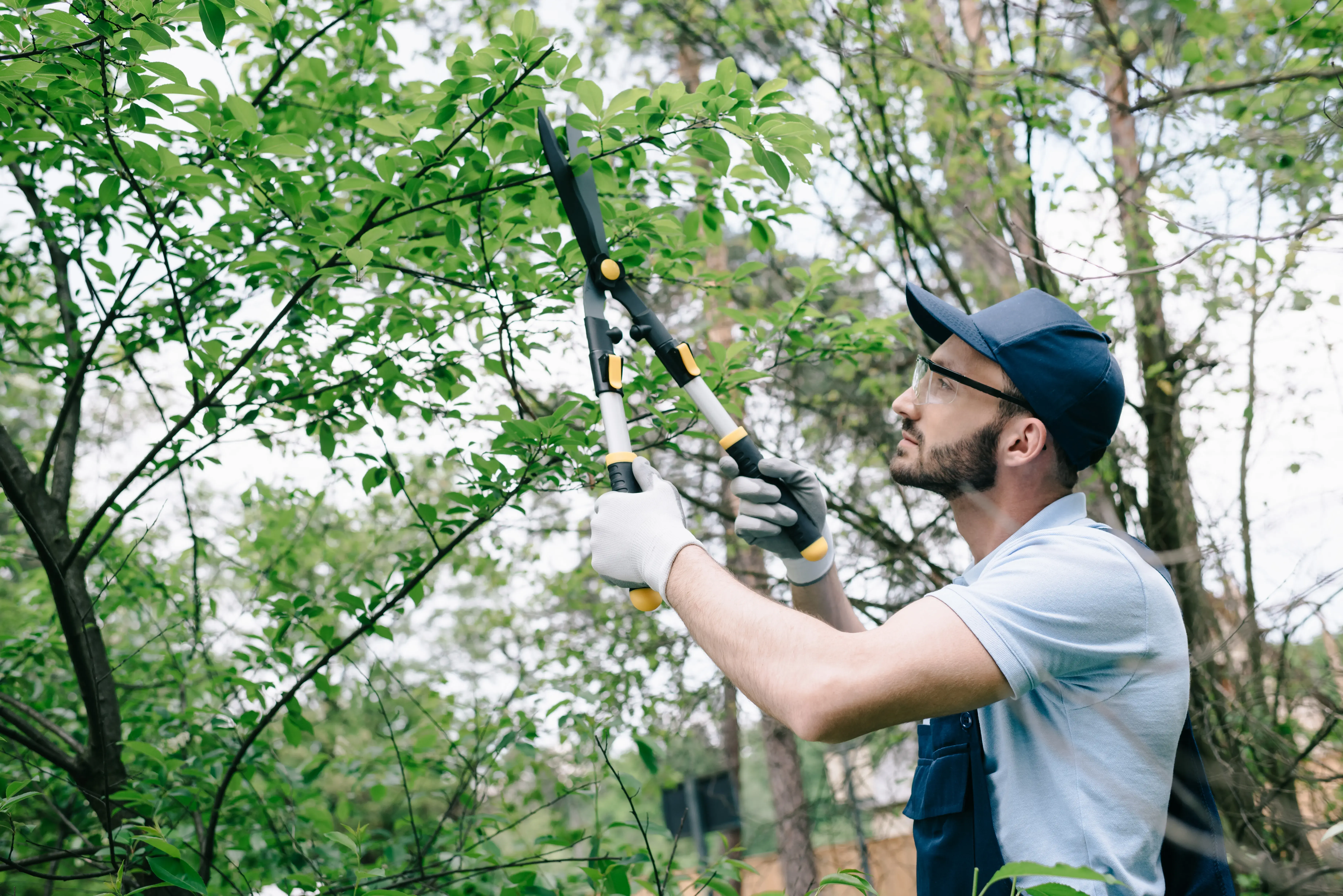 When to trim trees in Dallas 2 When to trim trees in Dallas