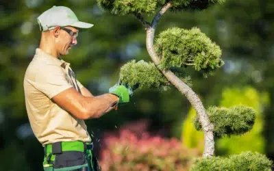 When to Trim Trees in Dallas: The Guide to the Best Time to Prune, Prevent Wilt, and Keep Trees Healthy