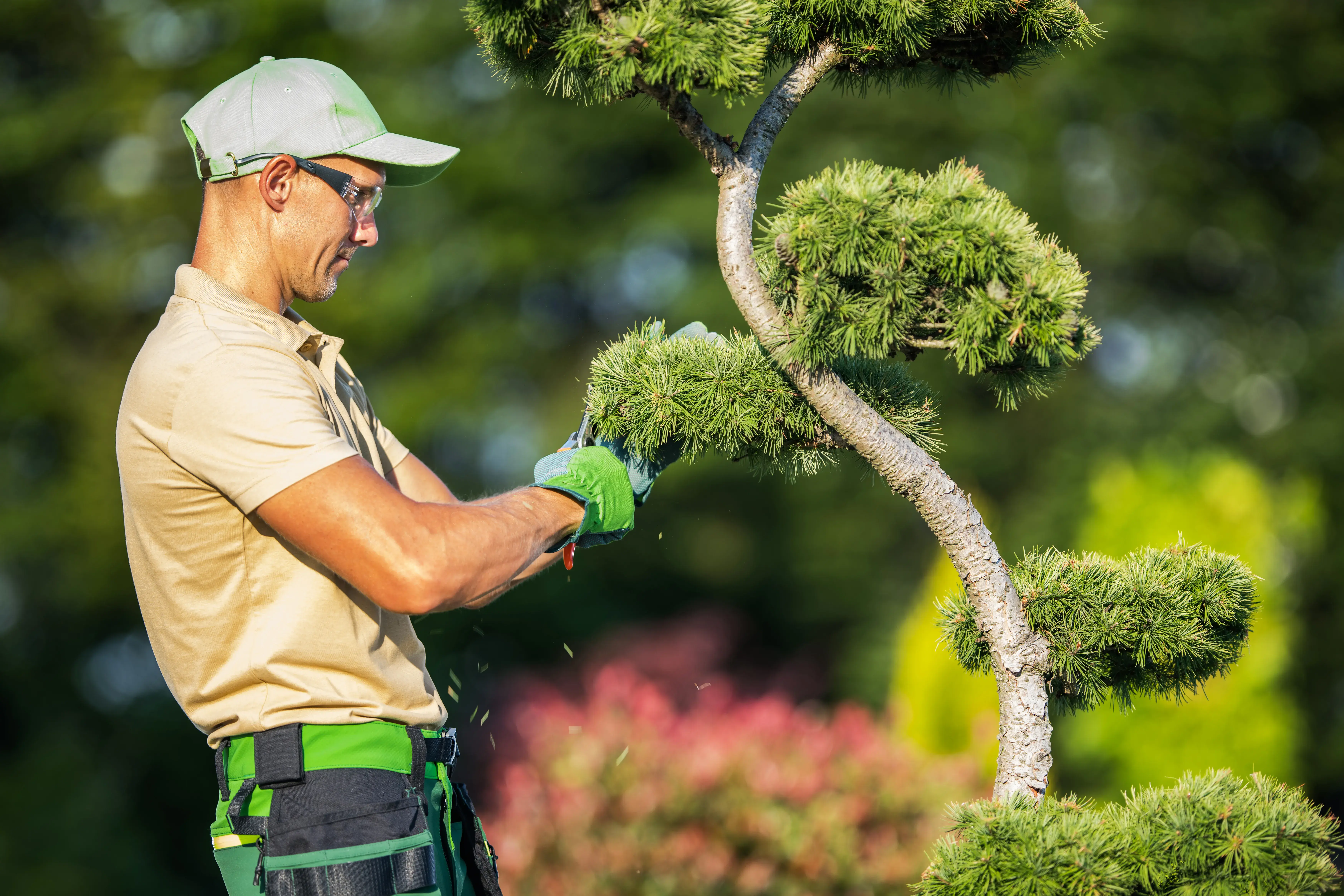 When to trim trees in Dallas When to trim trees in Dallas