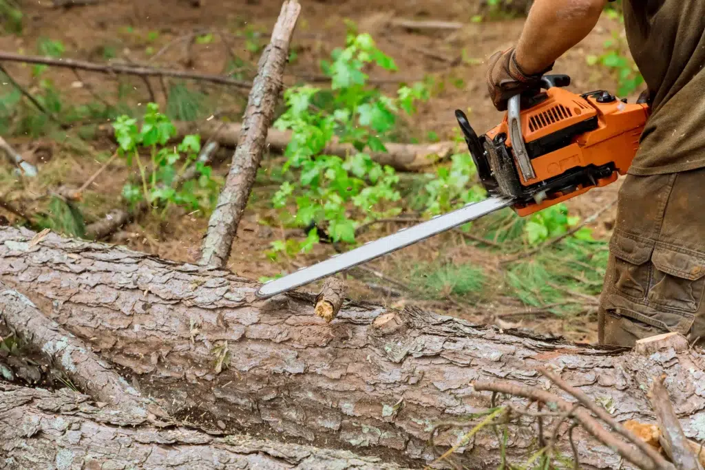 Best tree removal services allen tx