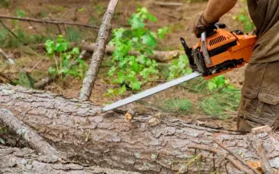 Best Tree Removal Services Allen TX: Trusted, Professional Tree Care That Protects Your Property