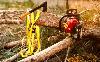 Best tree removal services allen tx Best Tree Removal Services Allen TX: Trusted, Professional Tree Care That Protects Your Property