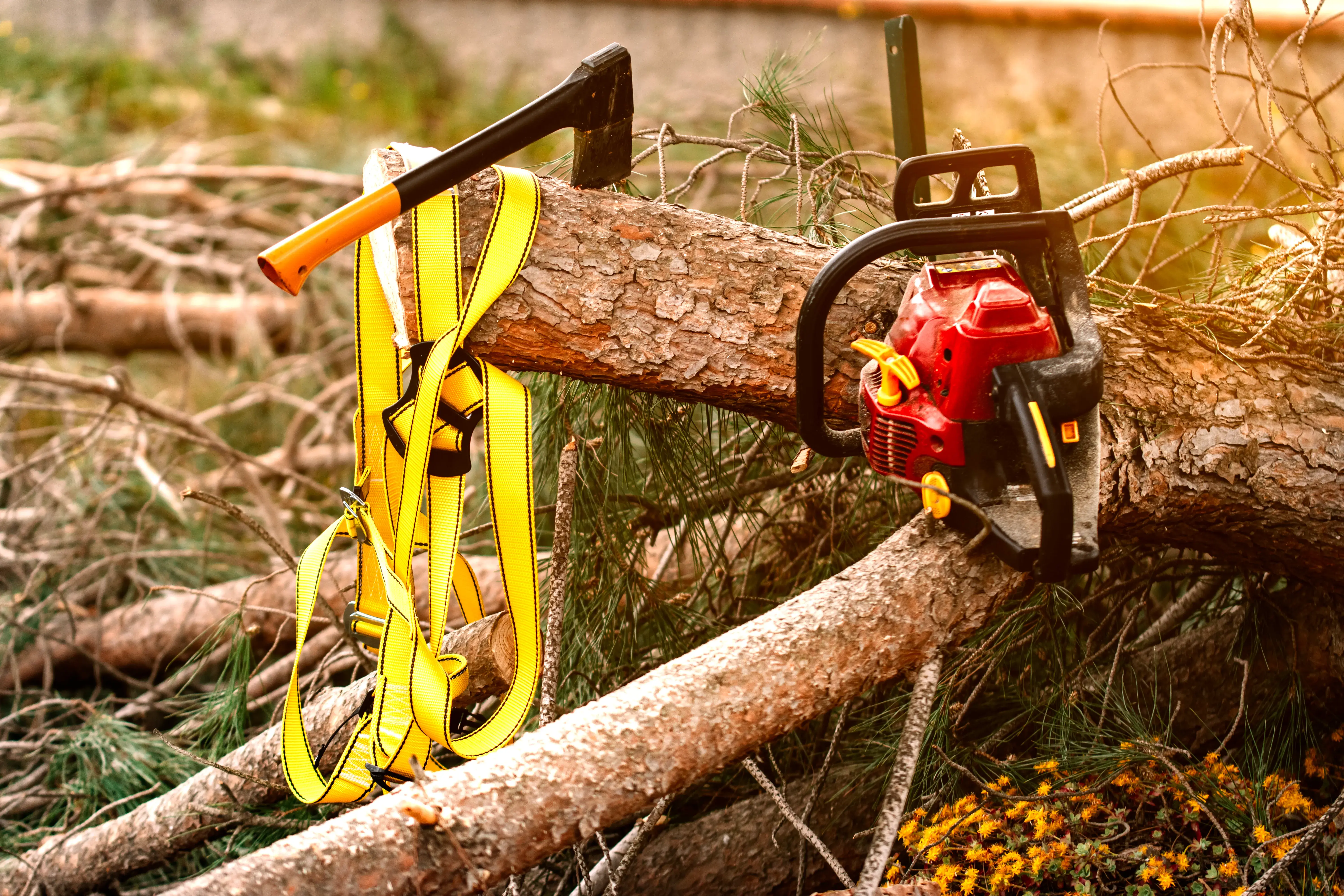 Best tree removal services allen tx