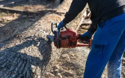 Do I need a permit to cut down a tree on my property in Texas 2 Do I Need a Permit to Cut Down a Tree on My Property in Texas? (What Homeowners Should Know Before Removing a Tree)
