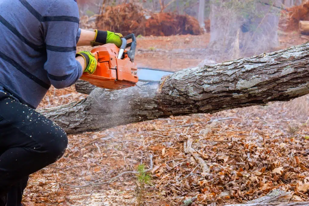 What is the cheapest time of year for tree removal?