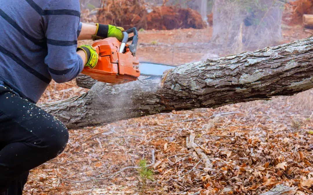 Signs You Need Tree Removal (and When Waiting Is Smarter)