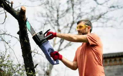 What Is The Cheapest Time of Year for Tree Removal? (Save More With Smart Timing)
