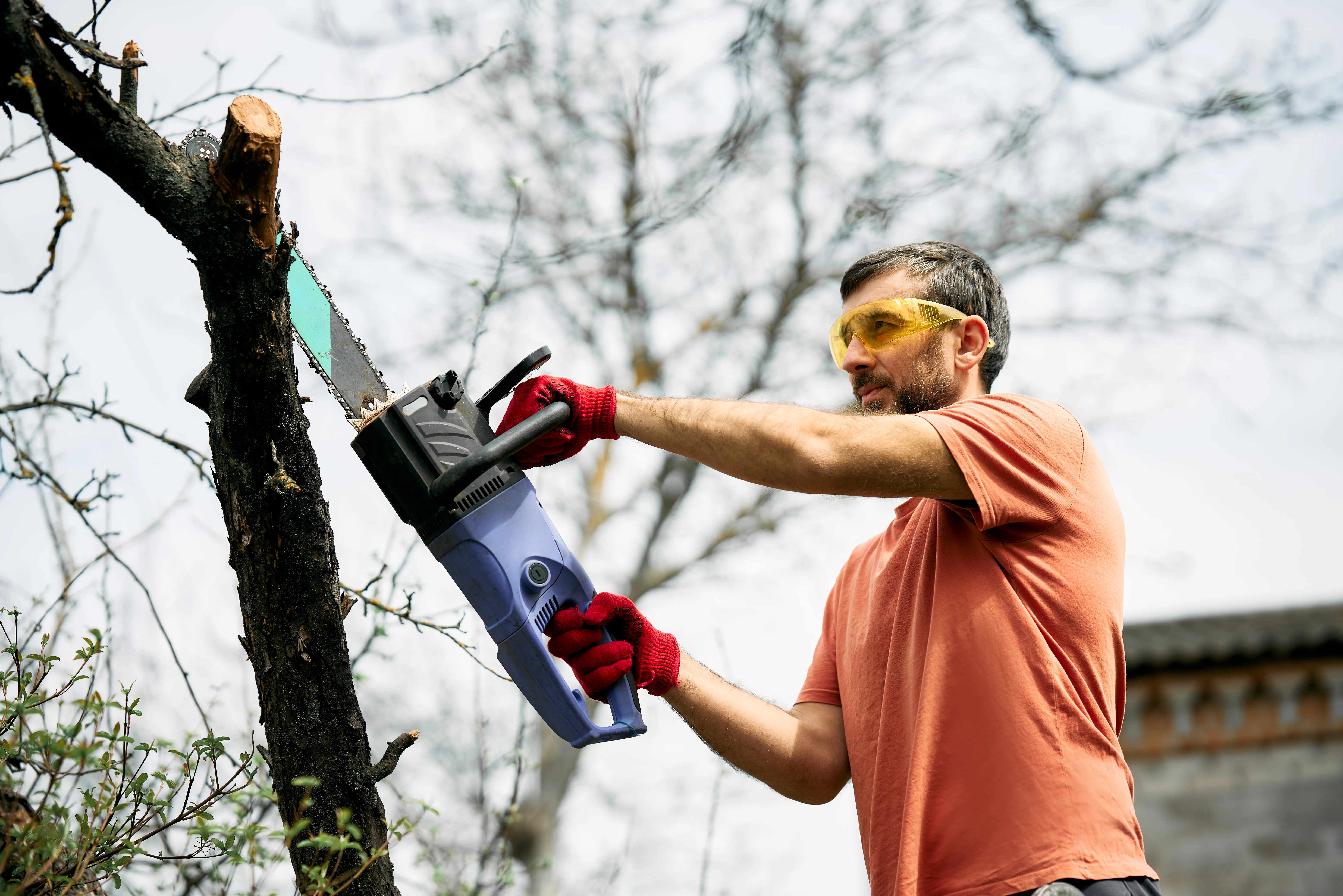 What is the cheapest time of year for tree removal?