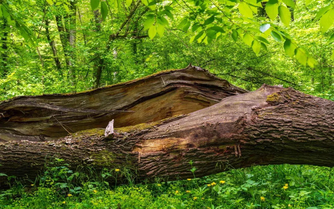 What Tree Can You Not Cut Down in Texas? Essential Laws, Protected Species, and Permits Explained