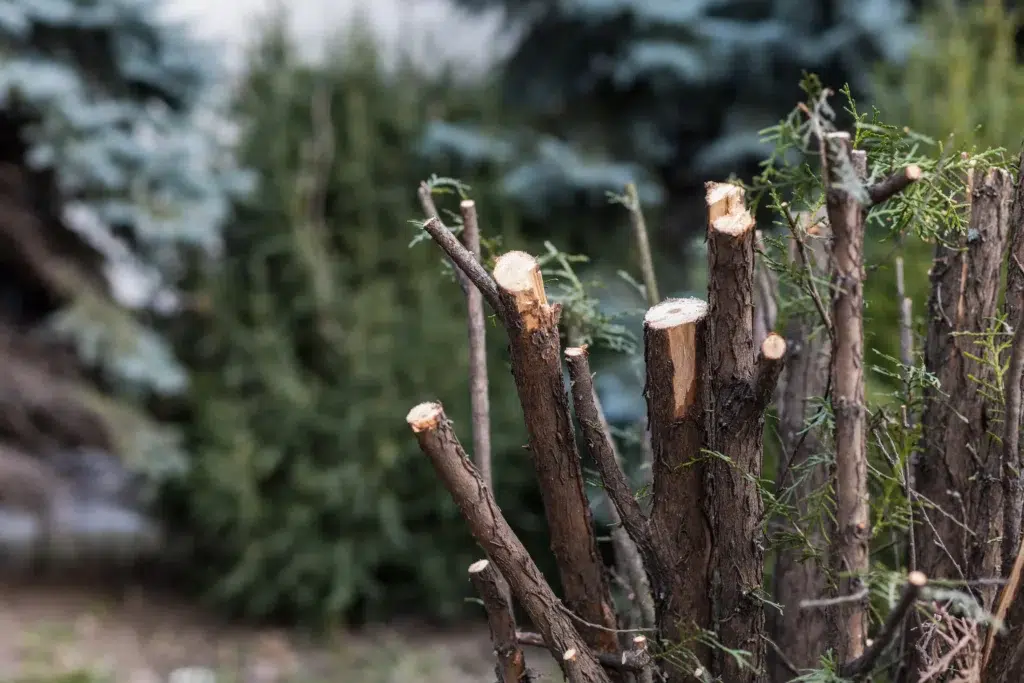 What tree can you not cut down in Texas?