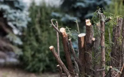 What tree can you not cut down in Texas 2 What Tree Can You Not Cut Down in Texas? Essential Laws, Protected Species, and Permits Explained