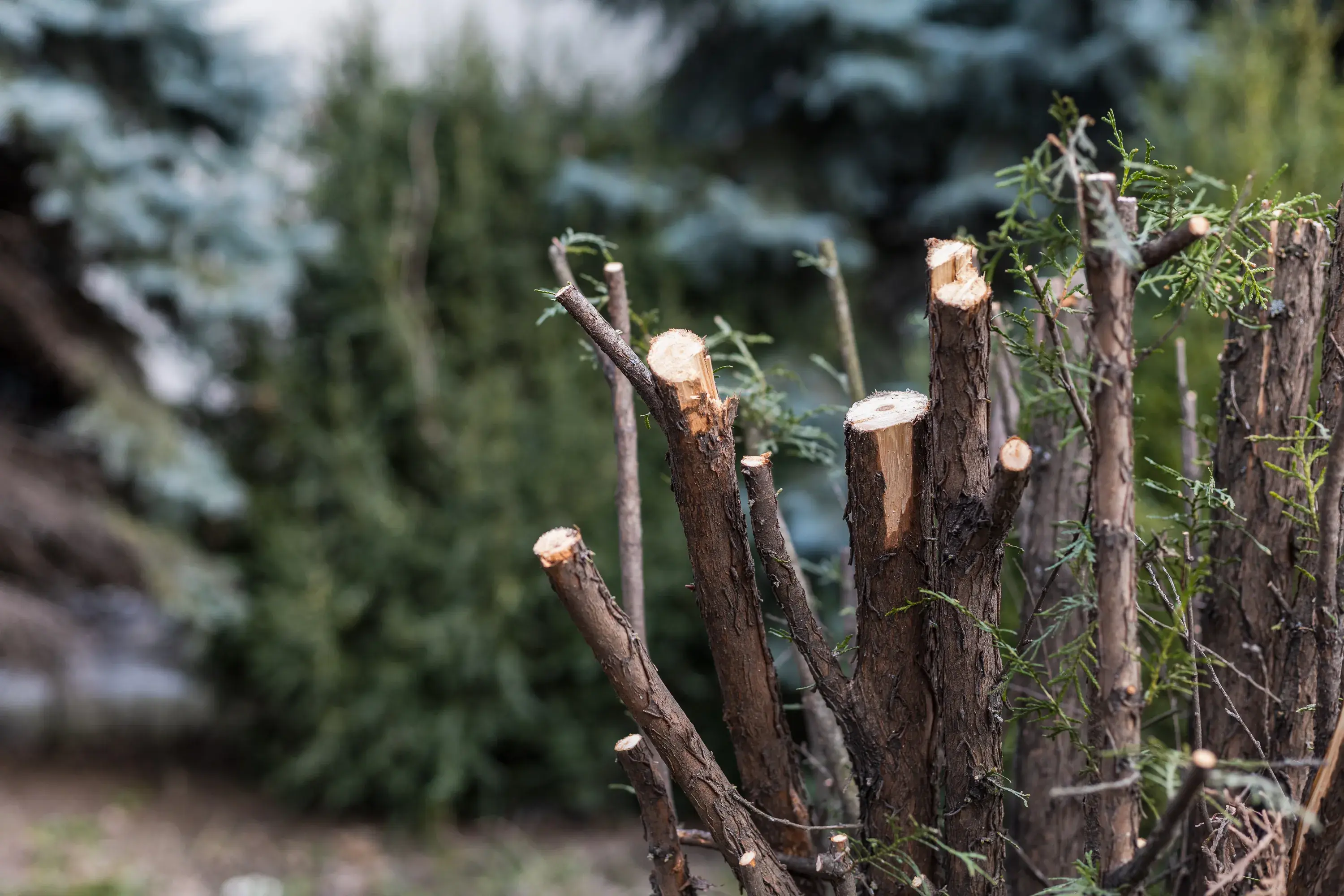 What tree can you not cut down in Texas?