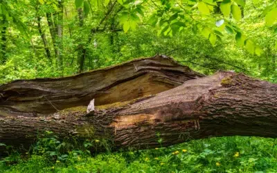 What Tree Can You Not Cut Down in Texas? Essential Laws, Protected Species, and Permits Explained