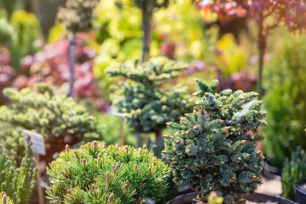 How many types of shrubs are there