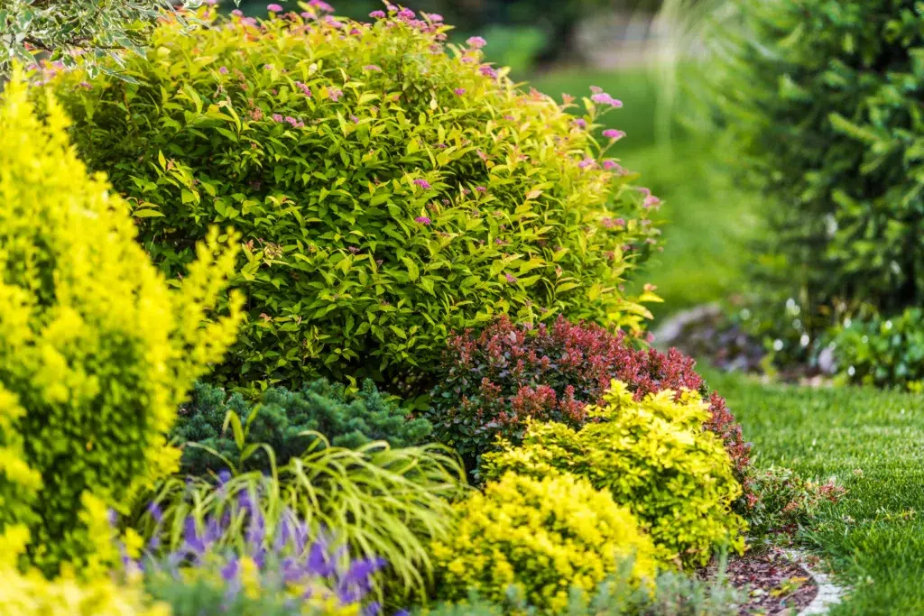 What Are the Best Low-Maintenance Shrubs