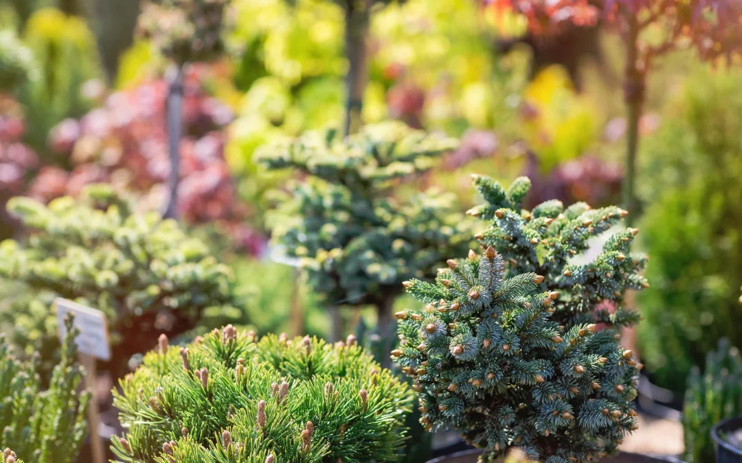 What Are the Best Low-Maintenance Shrubs: Expert Picks for Easy Yards
