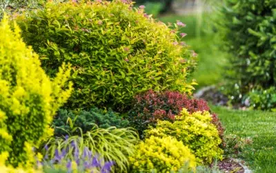 What Are the Best Low Maintenance Shrubs What Are the Best Low-Maintenance Shrubs: Expert Picks for Easy Yards